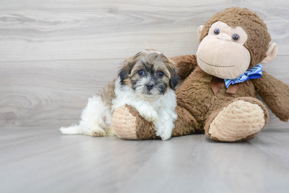 Meet Gatsby - our Shih Poo Puppy Photo 2/3 - Premier Pups
