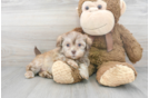 Meet Gatsby - our Shih Poo Puppy Photo 2/3 - Premier Pups