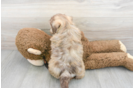 Meet Gatsby - our Shih Poo Puppy Photo 3/3 - Premier Pups