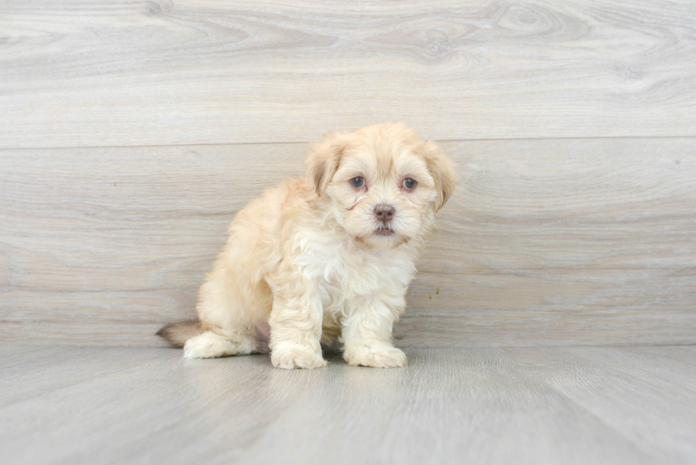 Meet Gideon - our Shih Poo Puppy Photo 2/3 - Premier Pups