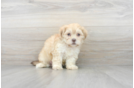 Meet Gideon - our Shih Poo Puppy Photo 2/3 - Premier Pups