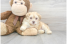 Meet Gideon - our Shih Poo Puppy Photo 1/3 - Premier Pups