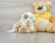 9 week old Shih Poo Puppy For Sale - Premier Pups