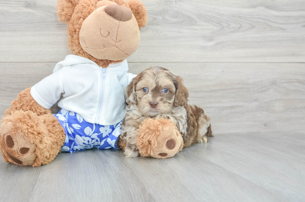 6 week old Shih Poo Puppy For Sale - Premier Pups