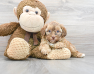 7 week old Shih Poo Puppy For Sale - Premier Pups
