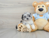 7 week old Shih Poo Puppy For Sale - Premier Pups