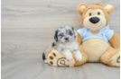 Energetic Shihpoo Poodle Mix Puppy