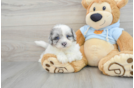 Shih Poo Pup Being Cute