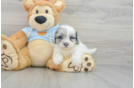 Best Shih Poo Baby