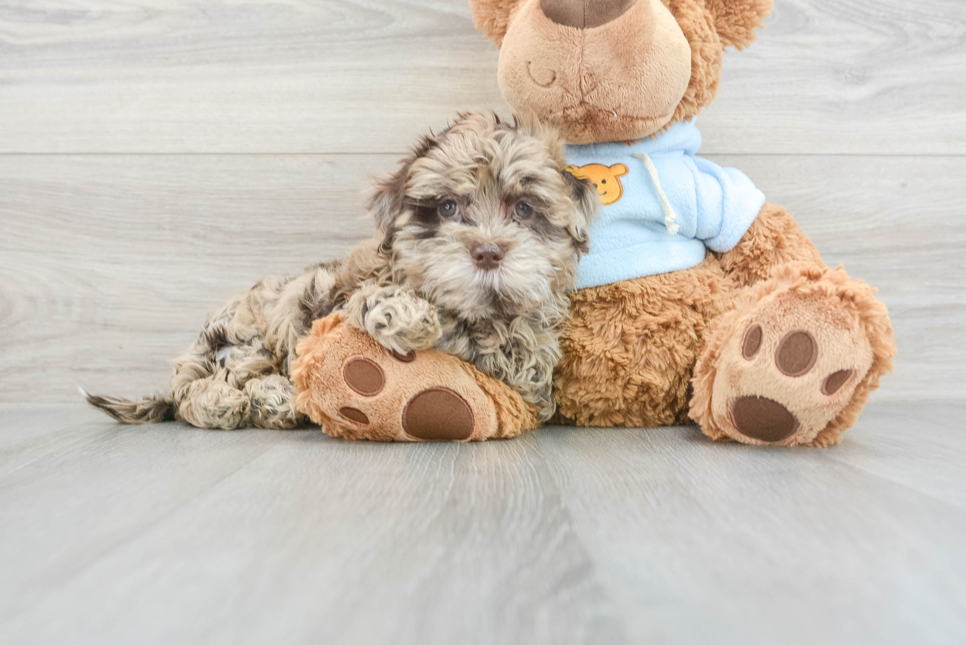 Hypoallergenic Shih Poo Laura: 4lb 9oz Doodle Puppy