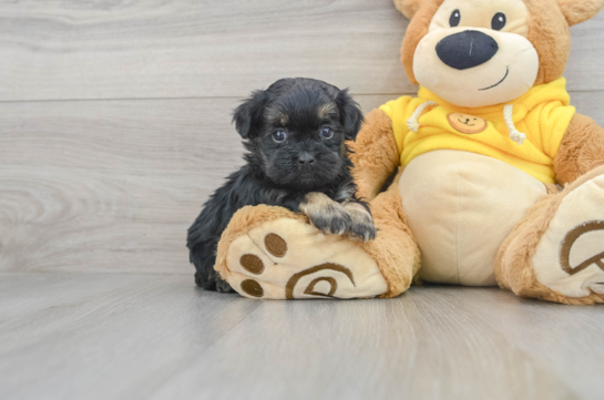 Best Shih Poo Baby