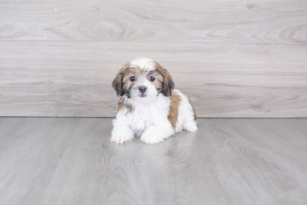 Playful Shihpoo Poodle Mix Puppy