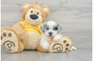 Shih Poo Pup Being Cute