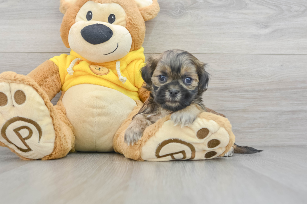 5 week old Shih Poo Puppy For Sale - Premier Pups