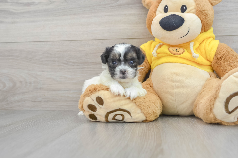 5 week old Shih Poo Puppy For Sale - Premier Pups