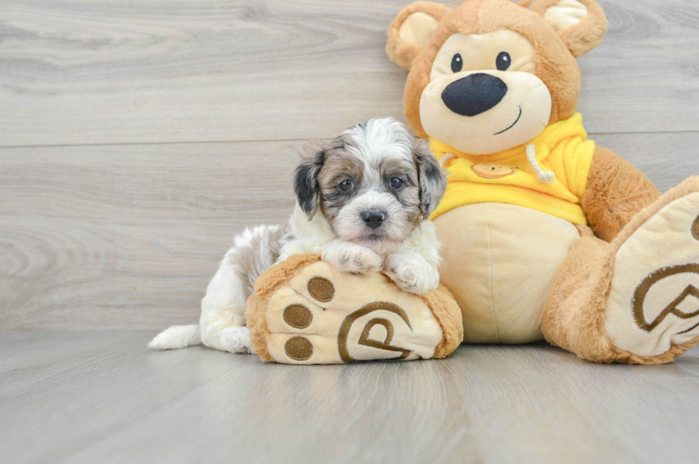 7 week old Shih Poo Puppy For Sale - Premier Pups