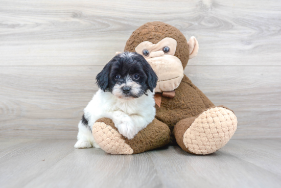 Popular Shih Poo Poodle Mix Pup