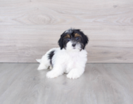 9 week old Shih Poo Puppy For Sale - Premier Pups