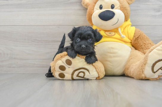 Little Shihpoo Poodle Mix Puppy