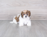 10 week old Shih Poo Puppy For Sale - Premier Pups