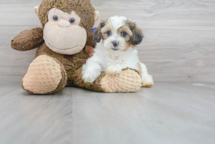 Meet Nyles - our Shih Poo Puppy Photo 1/3 - Premier Pups