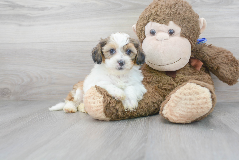 Meet Nyles - our Shih Poo Puppy Photo 2/3 - Premier Pups