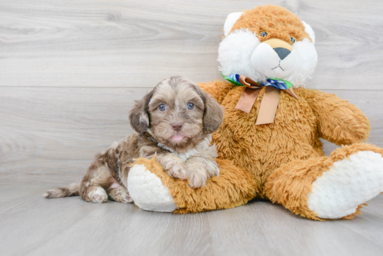 Shih Poo Pup Being Cute