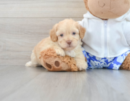 7 week old Shih Poo Puppy For Sale - Premier Pups
