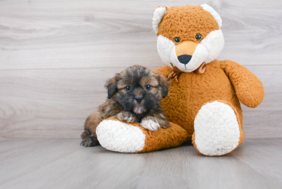 Shih Poo Pup Being Cute