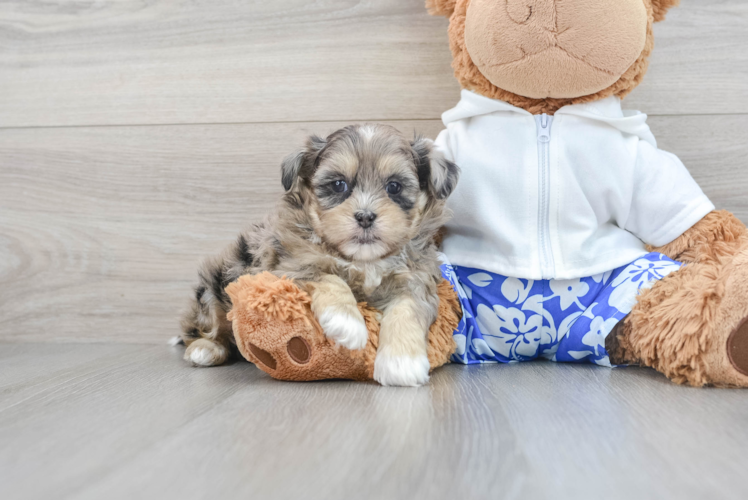 Small Shih Poo Poptart: 3lb 13oz Doodle Puppy