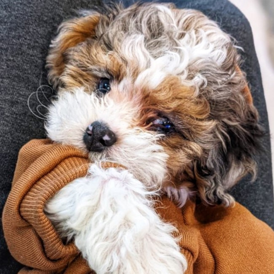 Shih Poo with blue eyes wearing a brown outfit