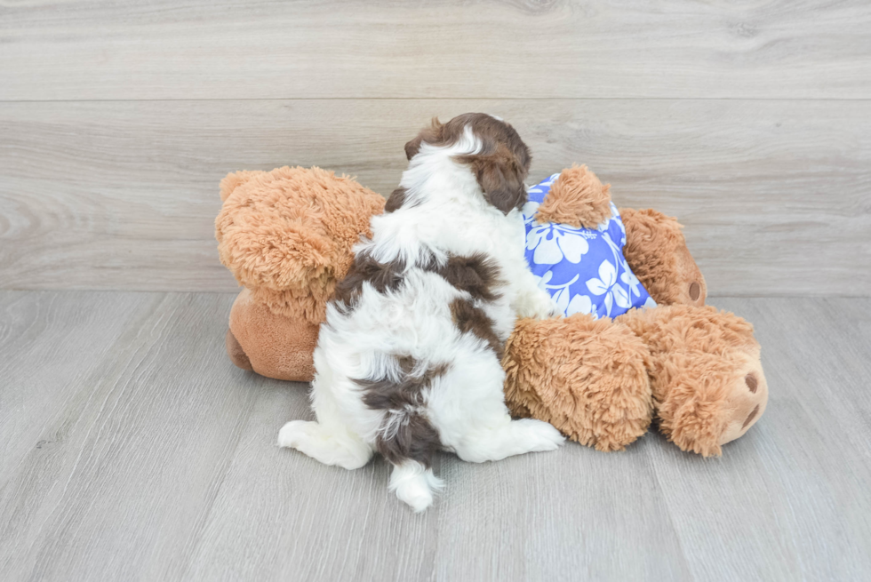 Adorable Shih Poo Sammy: 4lb 10oz Doodle Puppy