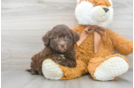 Meet Scotty - our Shih Poo Puppy Photo 2/3 - Premier Pups