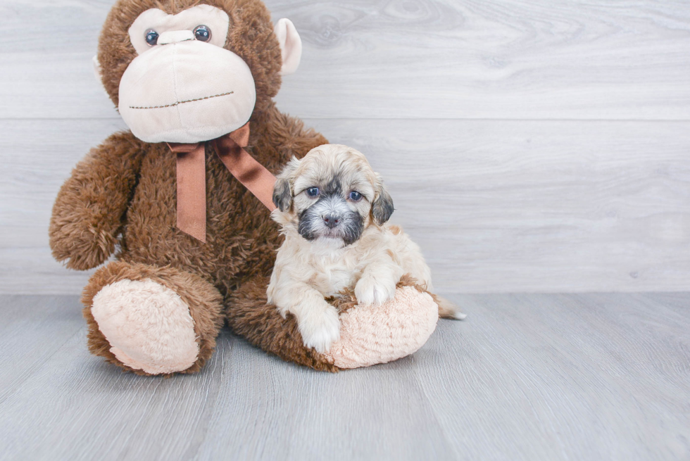 Meet Serenity - our Shih Poo Puppy Photo 1/3 - Premier Pups