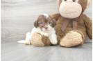 Meet Serenity - our Shih Poo Puppy Photo 2/3 - Premier Pups