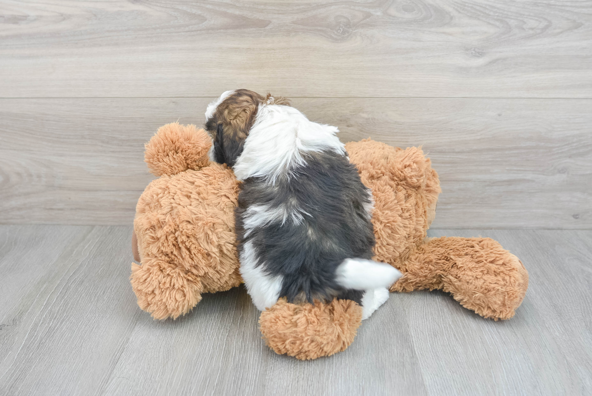 Friendly Shih Poo Shane: 5lb 6oz Doodle Puppy