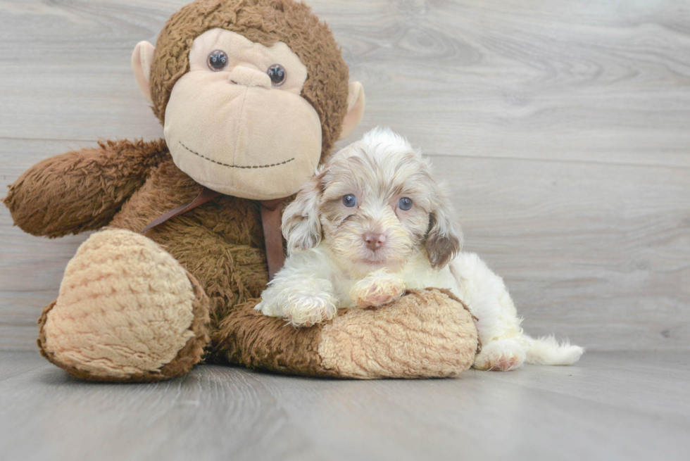 Meet Snuggles - our Shih Poo Puppy Photo 1/3 - Premier Pups
