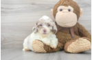 Meet Snuggles - our Shih Poo Puppy Photo 2/3 - Premier Pups