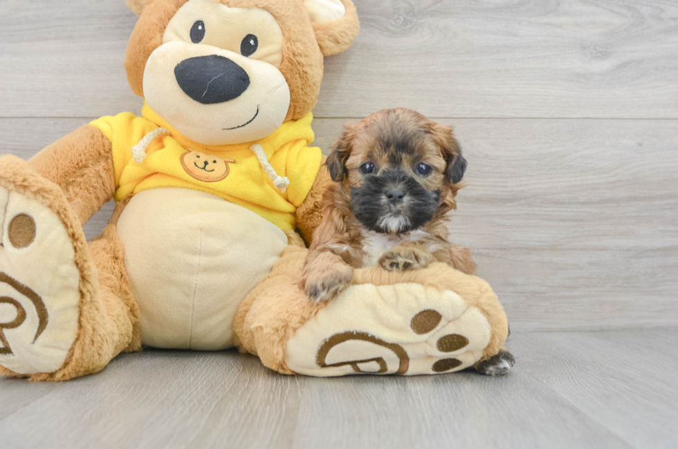 6 week old Shih Poo Puppy For Sale - Premier Pups