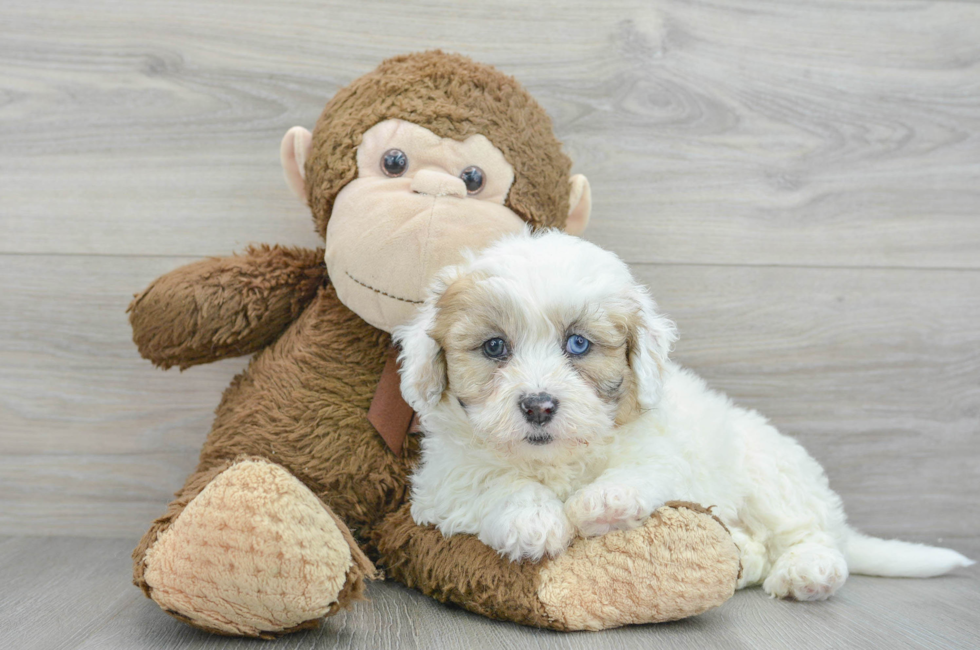 6 week old Shih Poo Puppy For Sale - Premier Pups