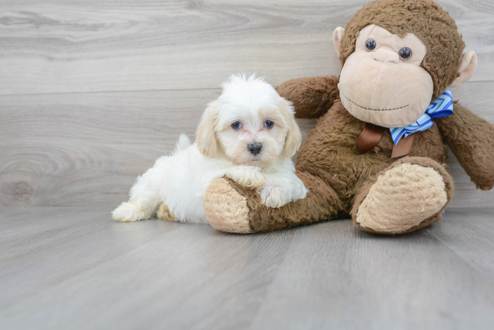 Meet Theo - our Shih Poo Puppy Photo 2/3 - Premier Pups