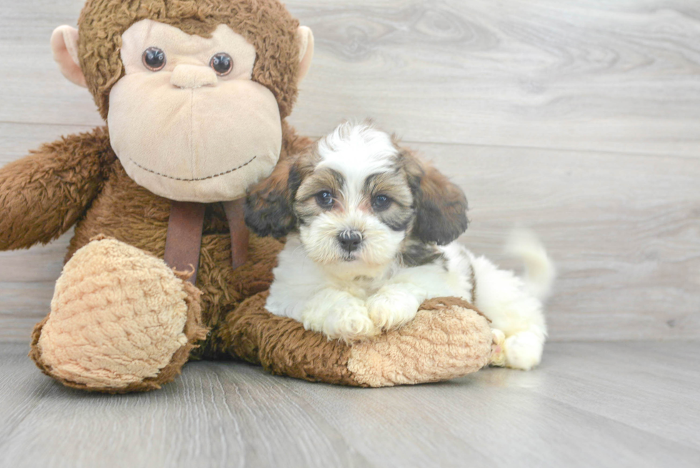 Meet Theo - our Shih Poo Puppy Photo 1/3 - Premier Pups