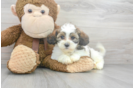 Meet Theo - our Shih Poo Puppy Photo 1/3 - Premier Pups