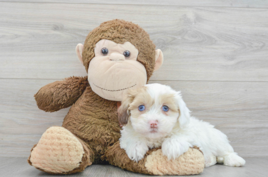 Best Shih Poo Baby