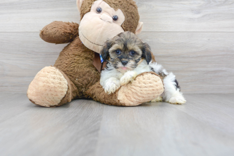Meet Tiffany - our Shih Poo Puppy Photo 1/3 - Premier Pups