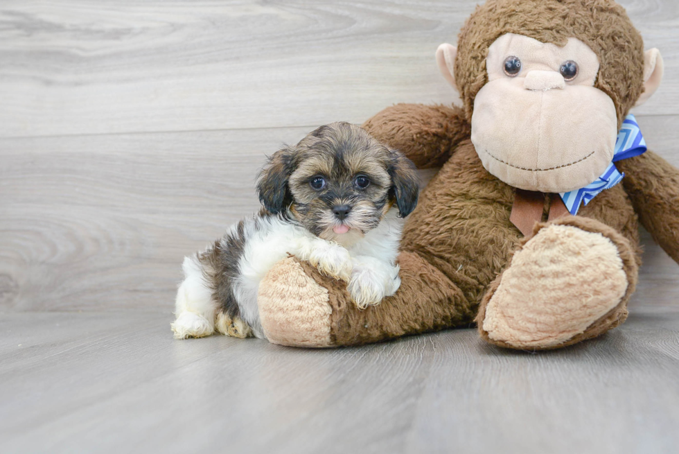 Meet Tiffany - our Shih Poo Puppy Photo 2/3 - Premier Pups