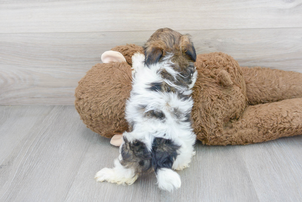 Meet Tiffany - our Shih Poo Puppy Photo 3/3 - Premier Pups