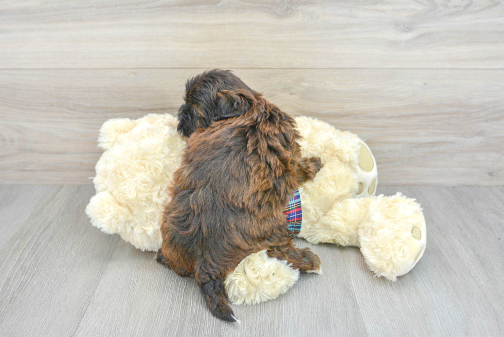 Energetic Shih Poo Toby: 4lb 1oz Doodle Puppy