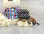 7 week old Shih Poo Puppy For Sale - Premier Pups
