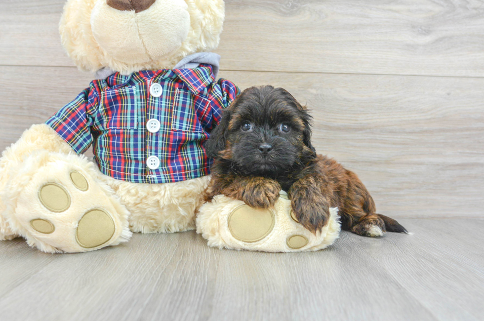 7 week old Shih Poo Puppy For Sale - Premier Pups